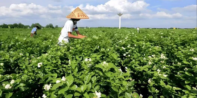 China Tea Beverage Industry News - Jasmine Edition